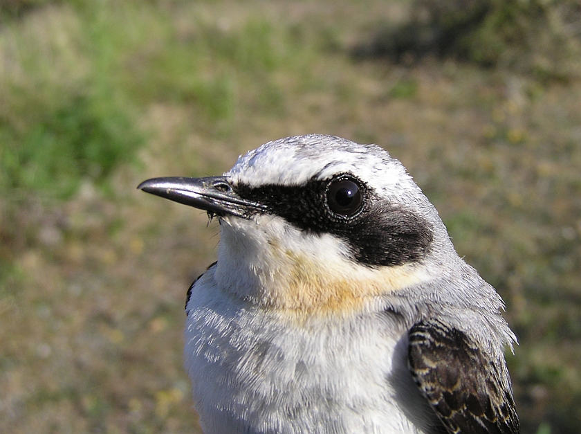 Northern Wheatear, Sundre 20110606